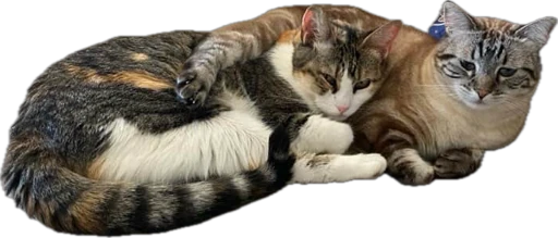 Elvira y Gema